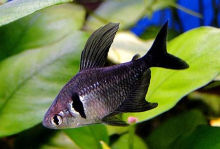 Tetra Black phanton